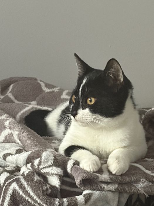 Rezolutna Maja do adopcji