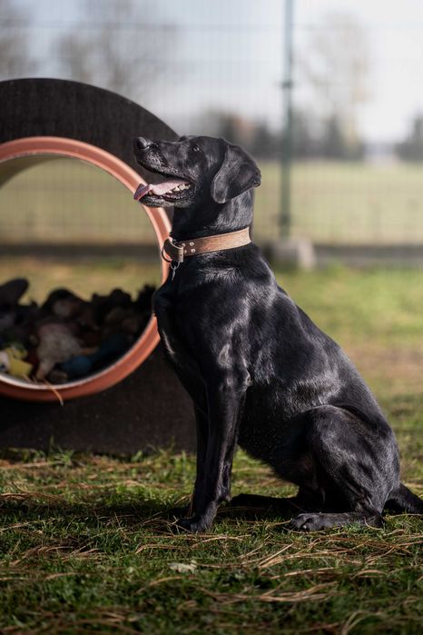 Ira do adopcji! Duża suczka szuka domu!