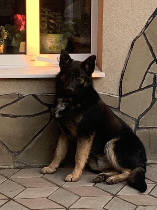 Цуценята метиси вівчарки, 4 хлопчики