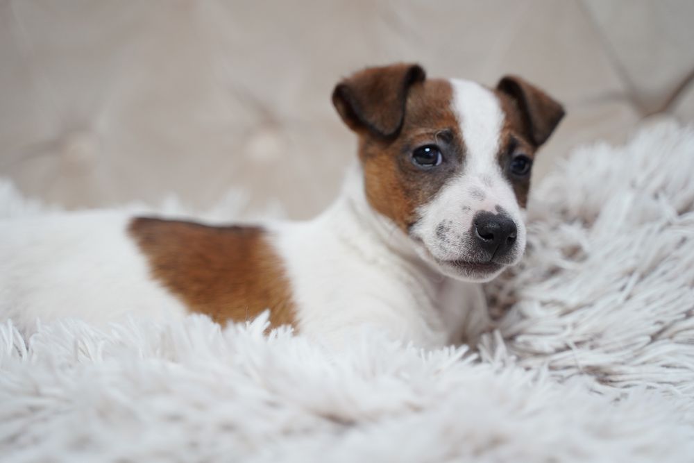 Jack Russell terrier suczka