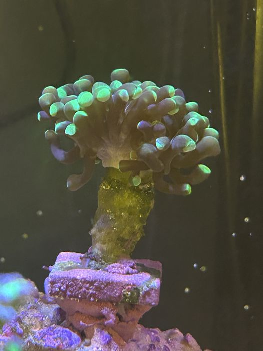 Eufilia roxa das pontas verdes