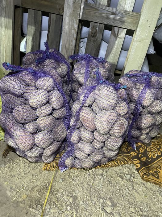 Ziemniaki jadalne odmiana LORD BELAROZA SORAYA BRYZA