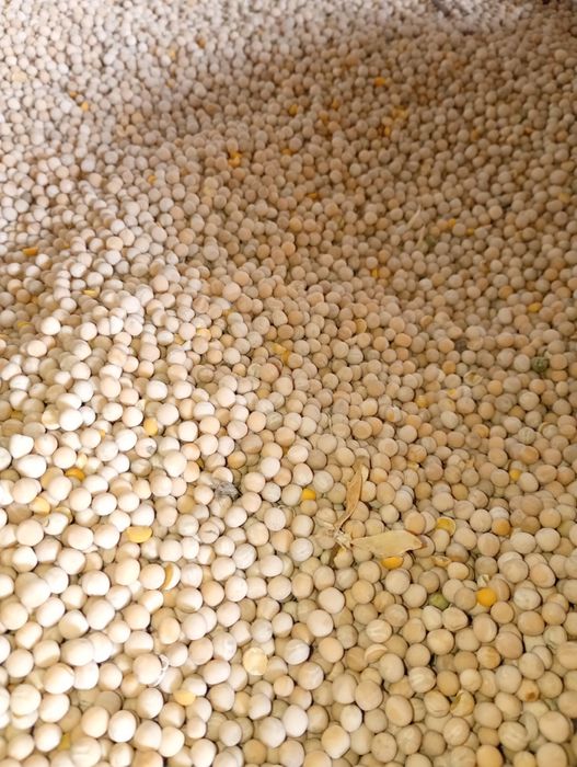 Groch siewny batuta i ostinato zbiór 2025