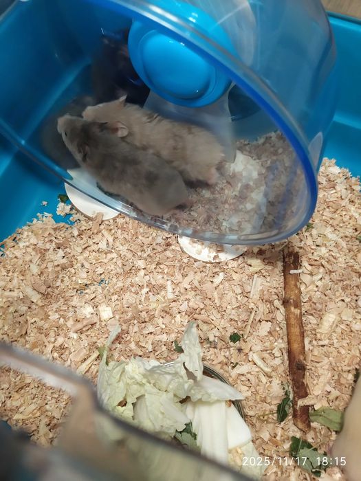 Хомяки, джунгарские хомяки