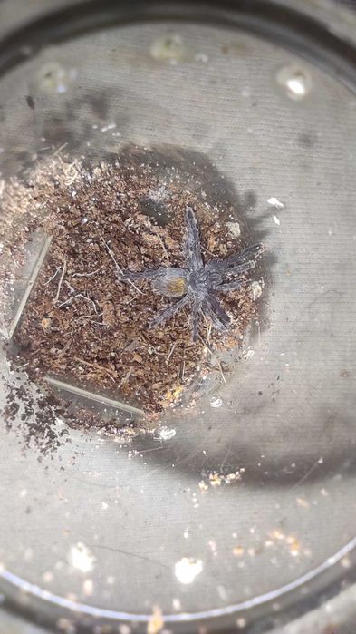 Pterinochilus murinus usambara l2/3 - ptasznik