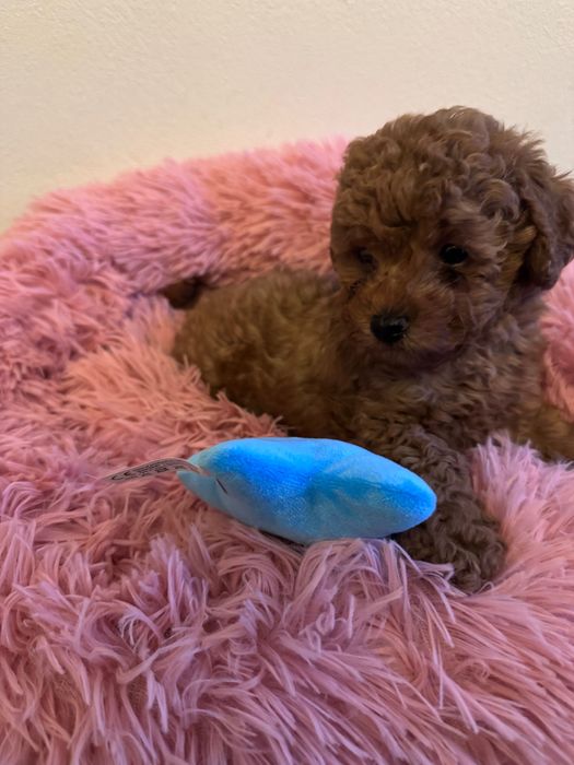 Pudelek toy,maleńki chłopczyk.Badania genetyczne.Gotowy do odbioru.