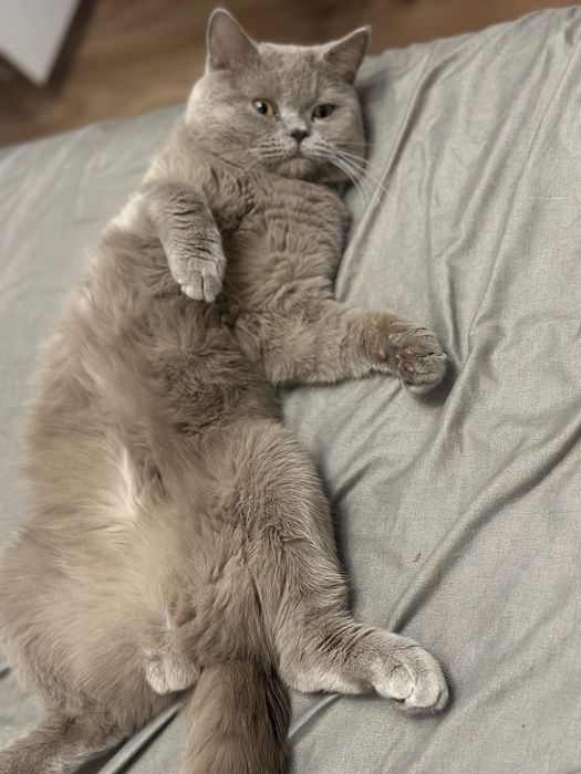 Вязка котів львів