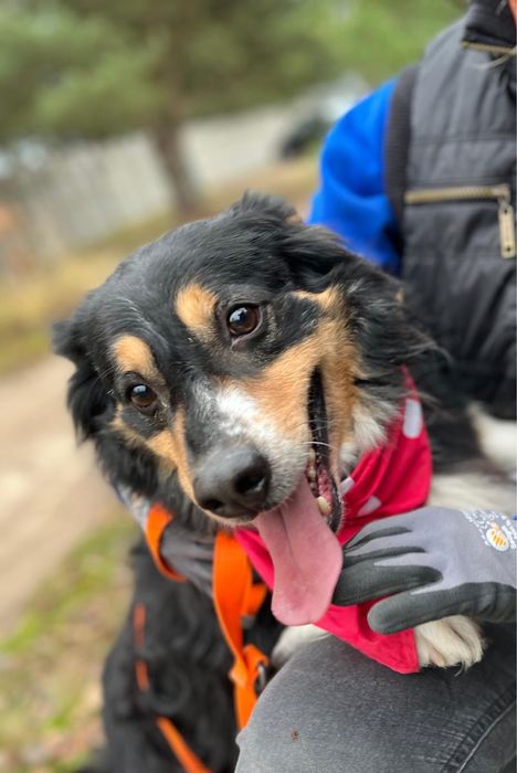 Klusio - krótkołapki pieseczek ideał do adopcji