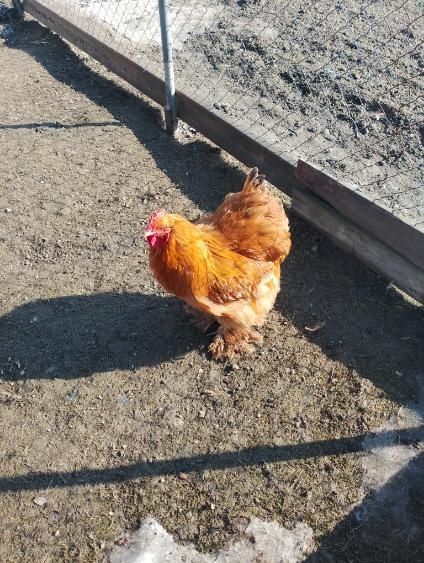 Kogut kochin olbrzym