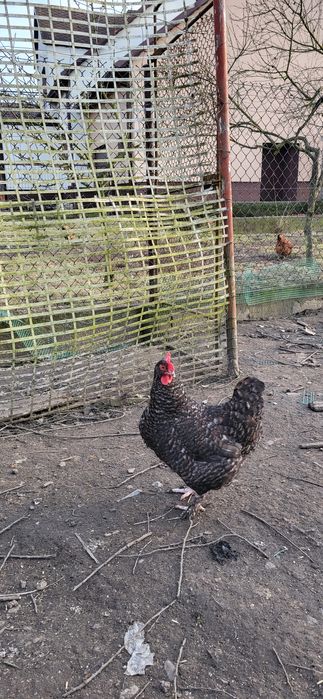 Jajka lęgowe marans