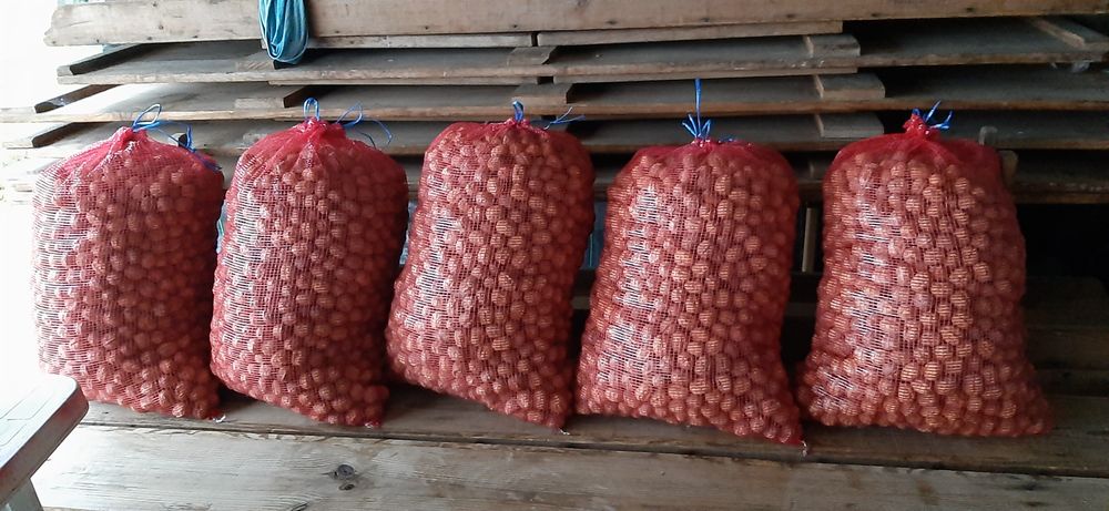 Nozes de boa qualidade