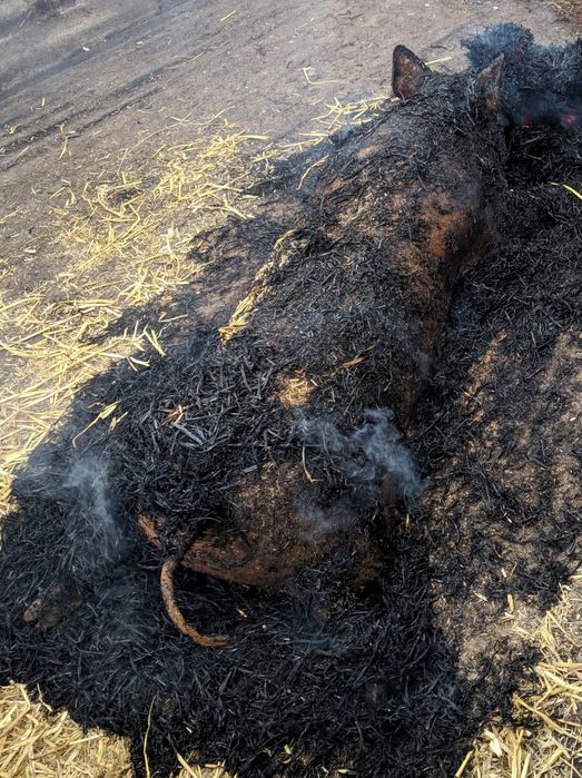 Свинина в тушах, напівтуша