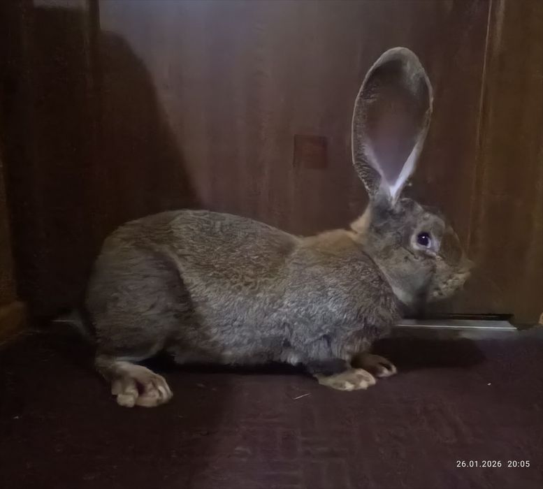 Продам кролики 200 грн