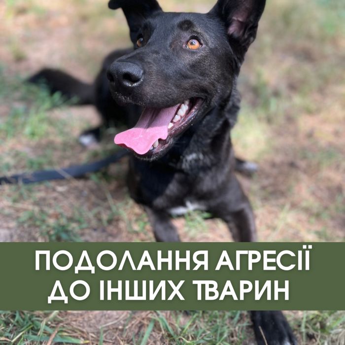 Кінолог . Дресирування собак любої породи