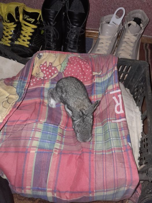 Продам,або обміняю кролів