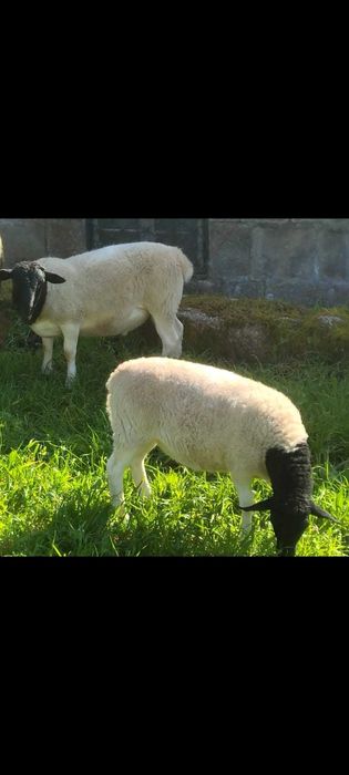 Dorper para venda ou troca