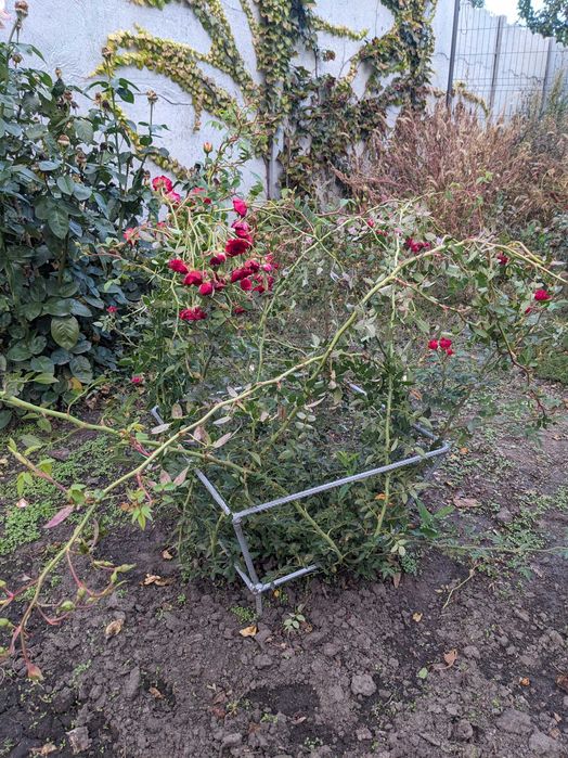 Многолетники излишки продам