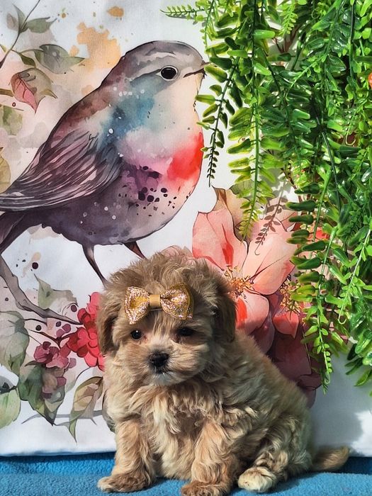 Maltipoo mini mini piesek z certyfikatem