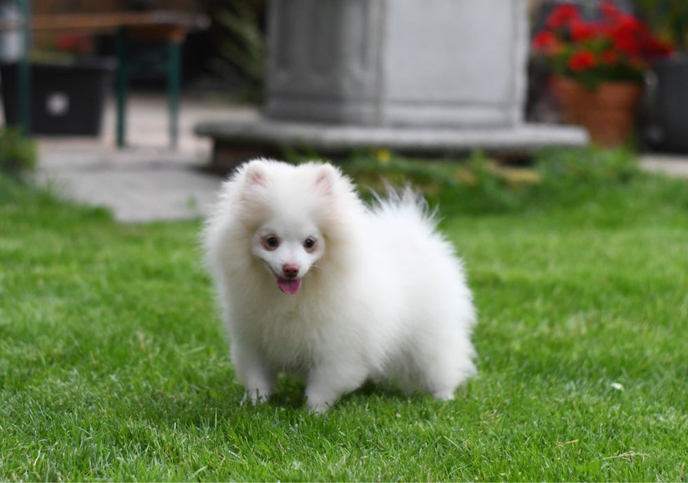 Szpic miniaturowy Bruno . Gotowy do odbioru .