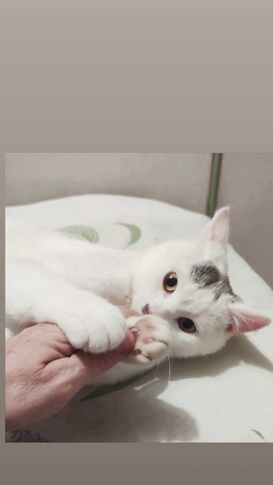 Отдам белого кота, 7 месяцев, кастрирован, привит