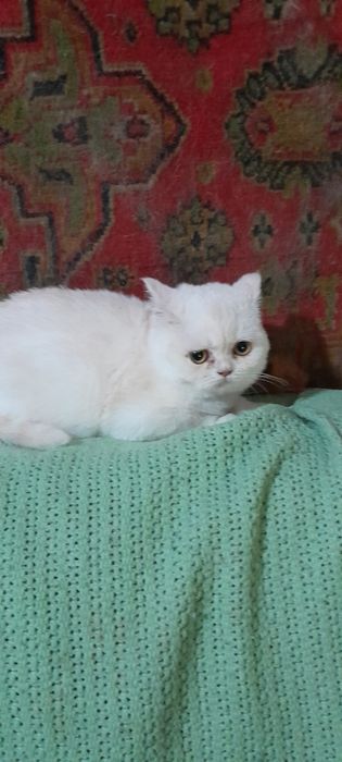 Британские котики.