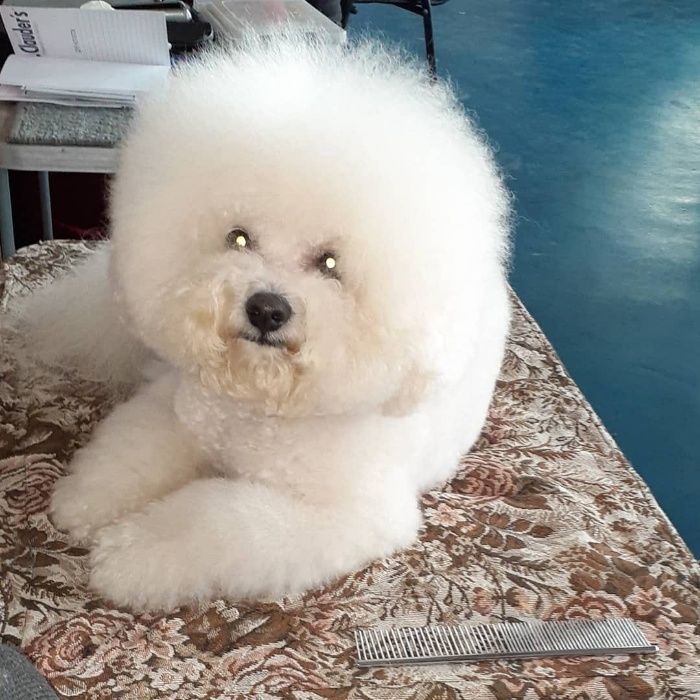 в'язка бішон-фрізе