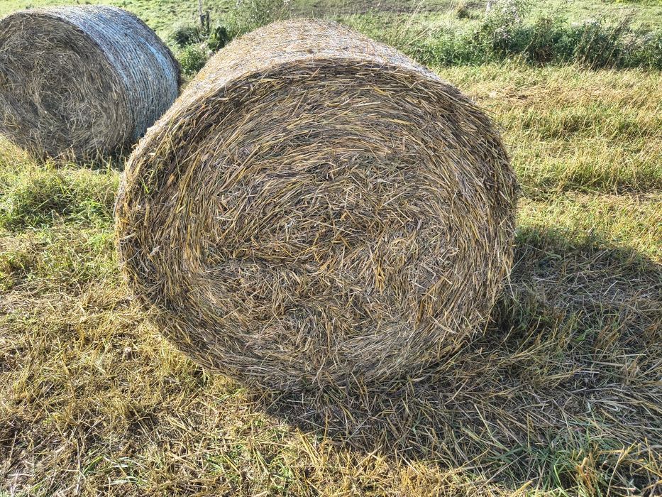 Słoma w belach z mieszanki jarej