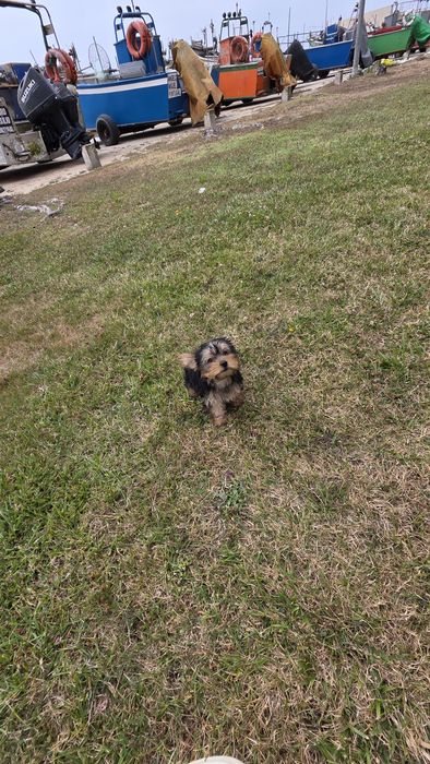 Yorkhire terrier fêmea mini