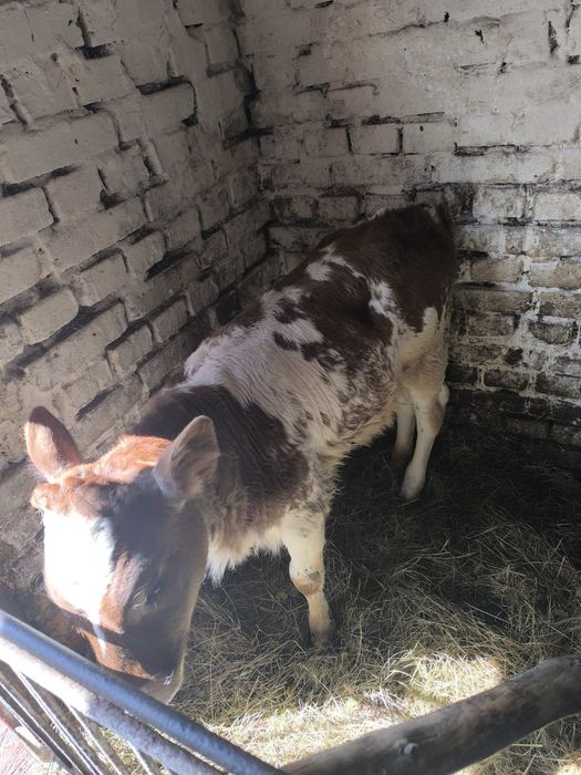 Продаєця теличка 2 місяці