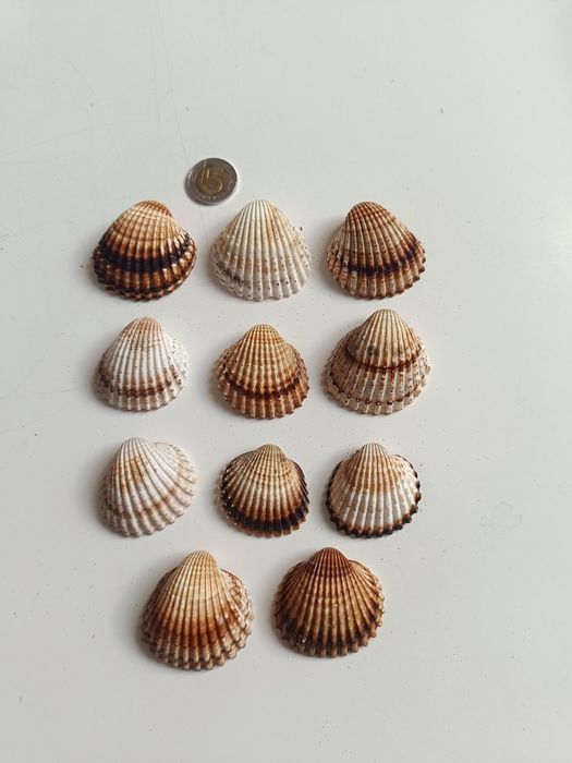 Sprzedam muszelki do akwarium