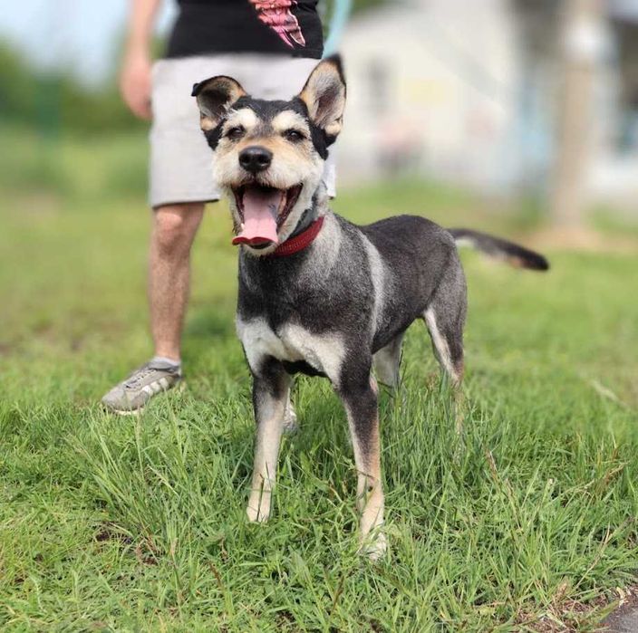 super pieseczek do adopcji