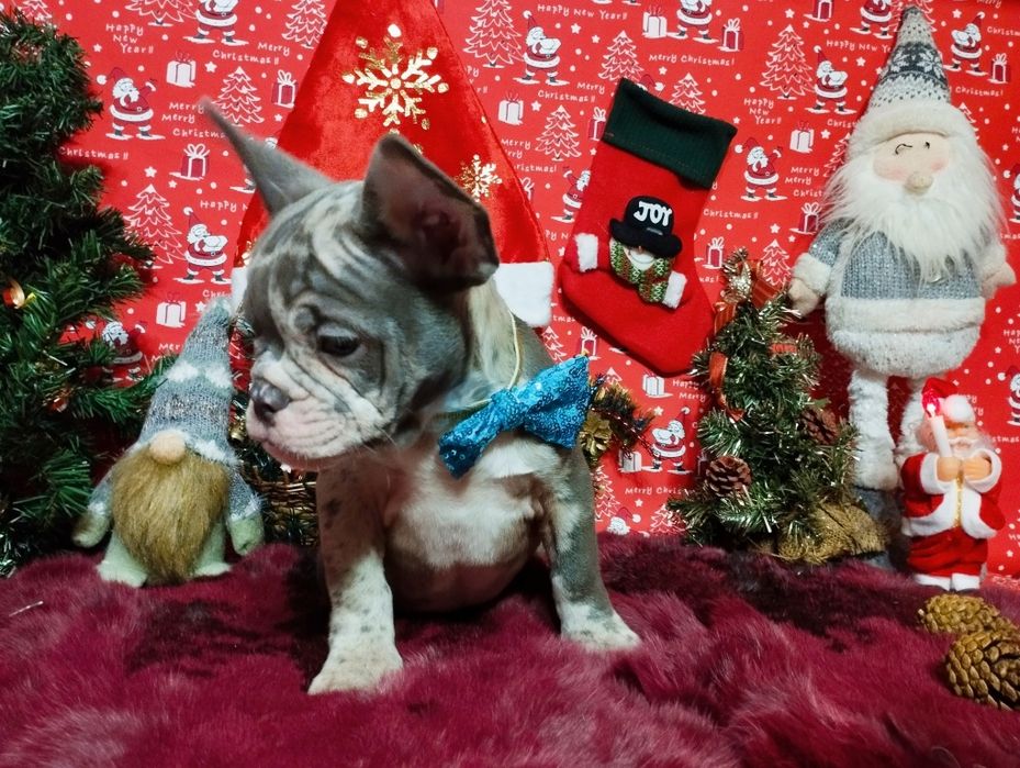 Суперовый кобель с документами. Чудо в дом на Новогодние праздники.