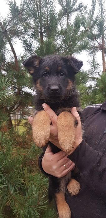 Owczarek niemiecki z rodowodem domowa hodowla