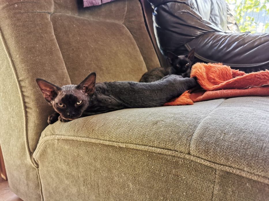 Kotka czarna Devon rex
