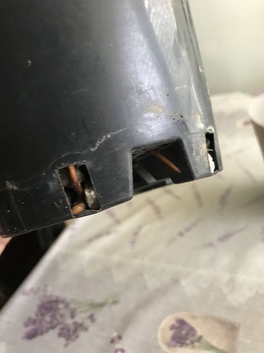 Продам лавр, лаврове дерево