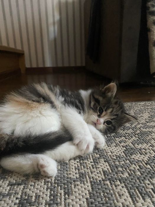 Котенята в добрі руки