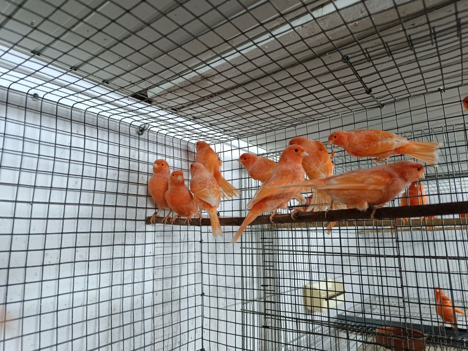 Canários para ceder