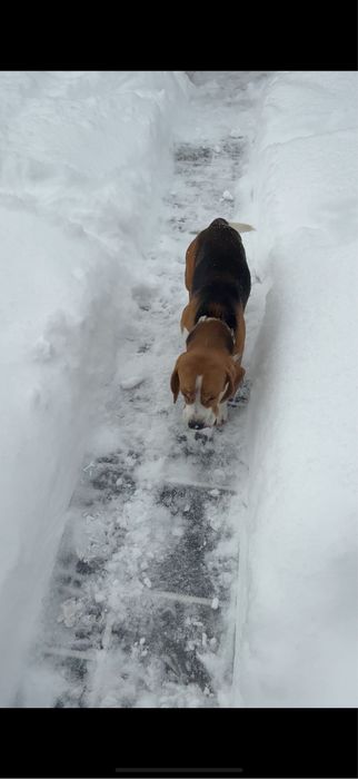 Віддамо в добрі руки молодого бігля!