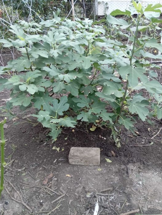 Мандевіла гранат інжир лимон