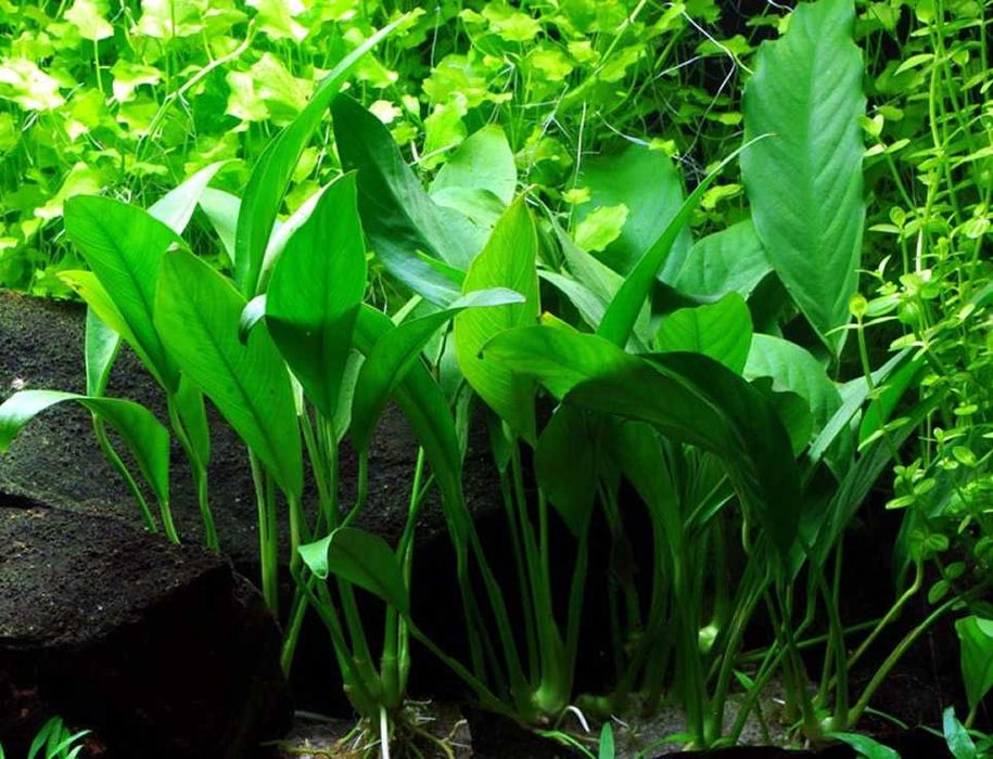 Anúbia - Barteri Gigantea Nana Mini Lanceolata - plantas fáceis - Neons
