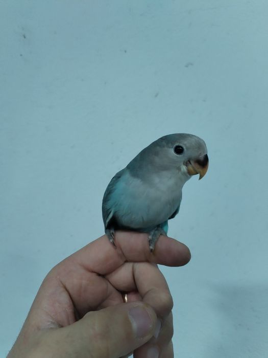 Rosicolie Criado Mão