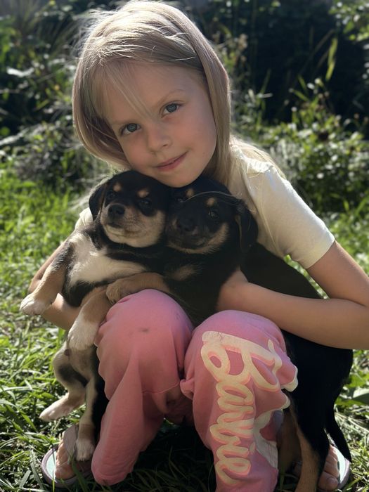 Маленькі цуцики шукають родину