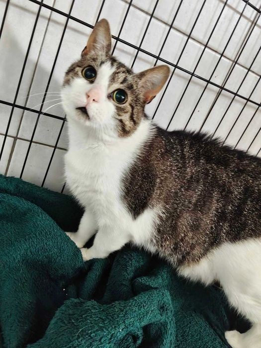 Kot Neo szuka odpowiedzialnego domu