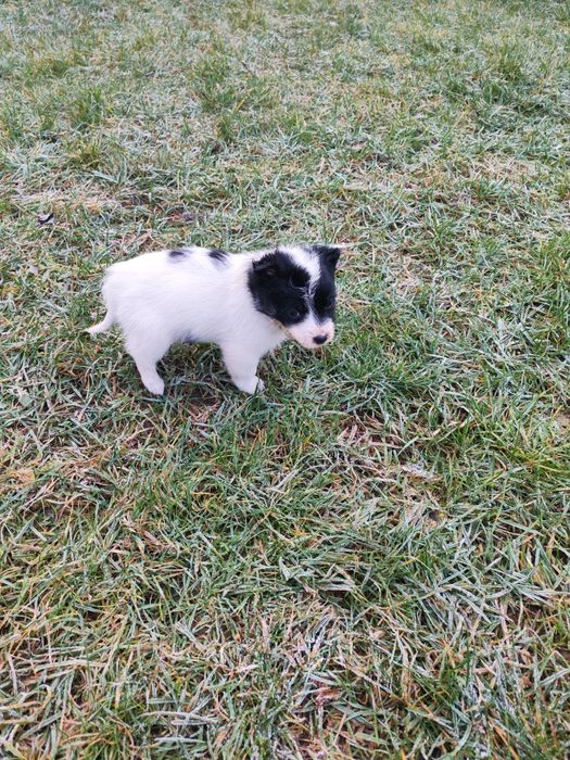 Oddam szczeniaki/pieski/Za darmo