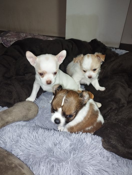 Цуценята чіхуахуа