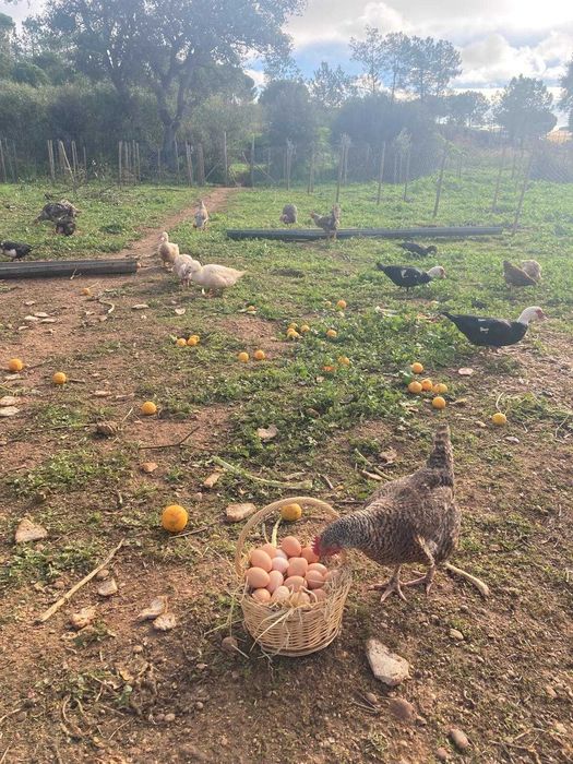 Ovos biológicos e galados ( 5€ a dúzia)