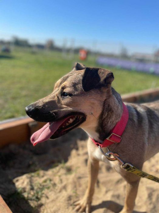 Fafik - w typie TTB; młodzieniec potrzebujący ruchu i wyzwań