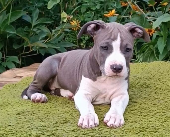 Стафиня блакитного окрасу, КСУ-FCI