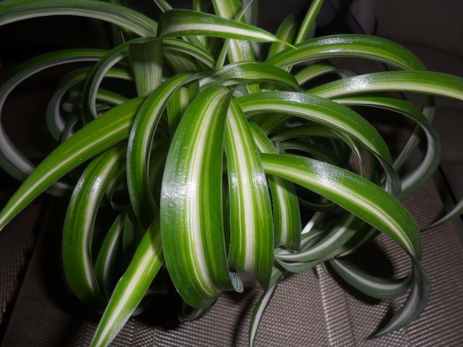 продается хлорофитум бони