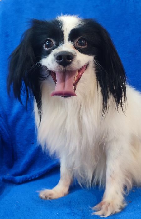 Срочно ищет дом улыбчивый мальчик Папийон - ФАЛЕН!